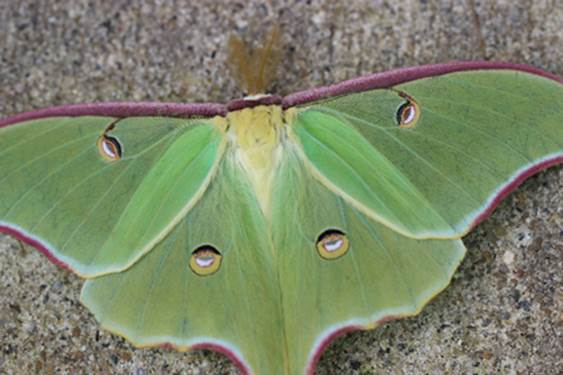 Description: Description: Description: Description: Description: Description: Description: Description: Description: Description: Description: Description: Description: C:\Users\Rick\Pictures\Rick Macro\Pics-crop\eye-butterfly-web.jpg